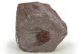 Red Leonaspis Trilobites - Hmar Laghdad, Morocco #310289-3